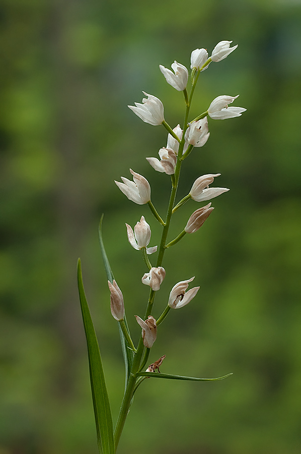 da determinare 3 (Cephalanthera longifolia)